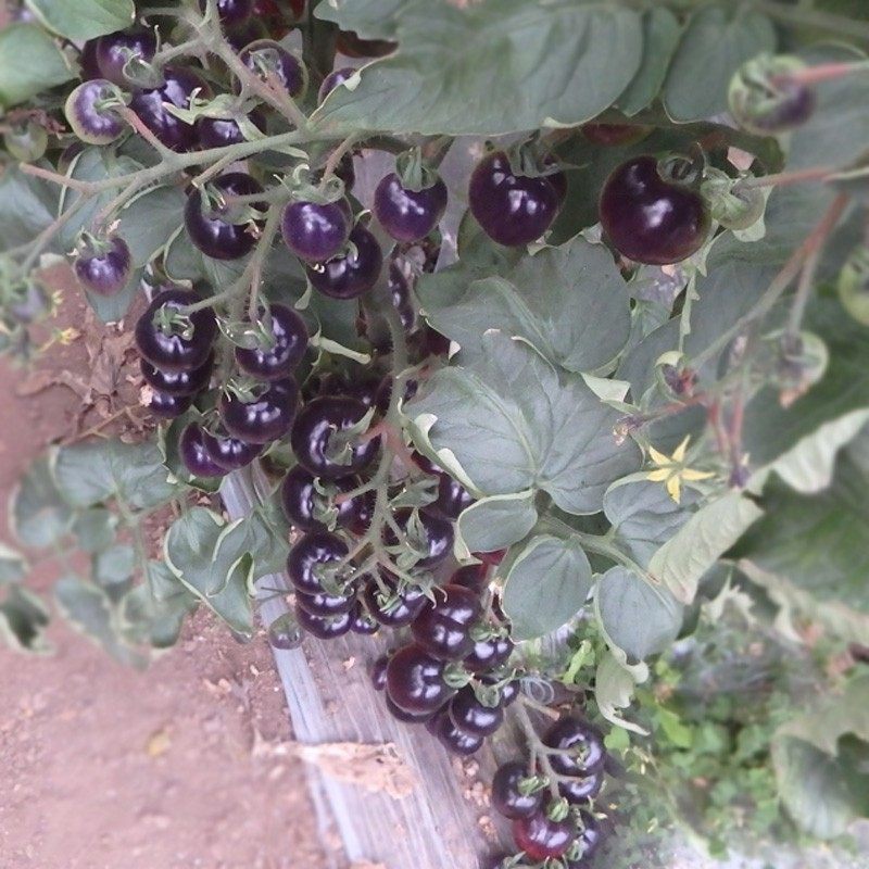 小黑番茄苗蔬菜秧四季盆栽