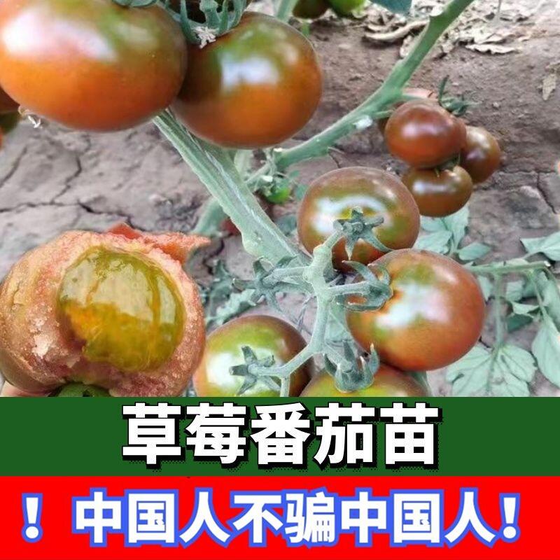 草莓番茄苗子铁皮柿子圣女果苗子千禧苗子红盆栽苗子秧苗阳台盆栽