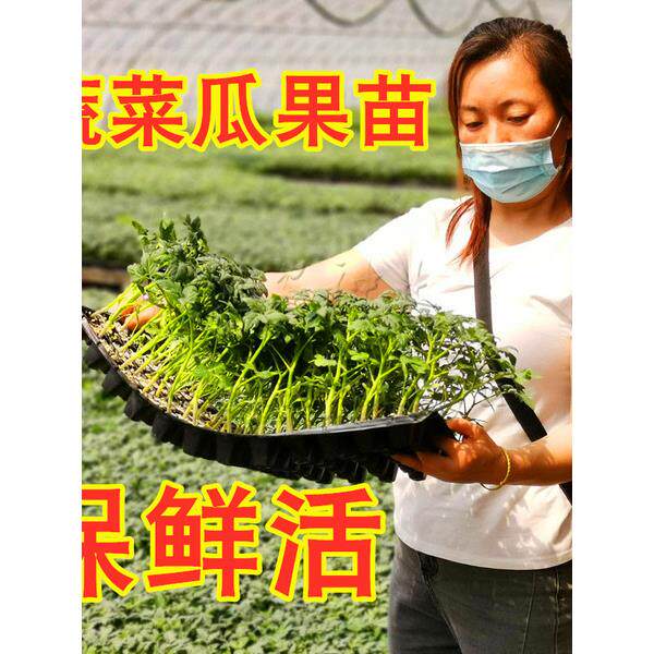 西瓜苗辣椒秋葵茄子红柿黄