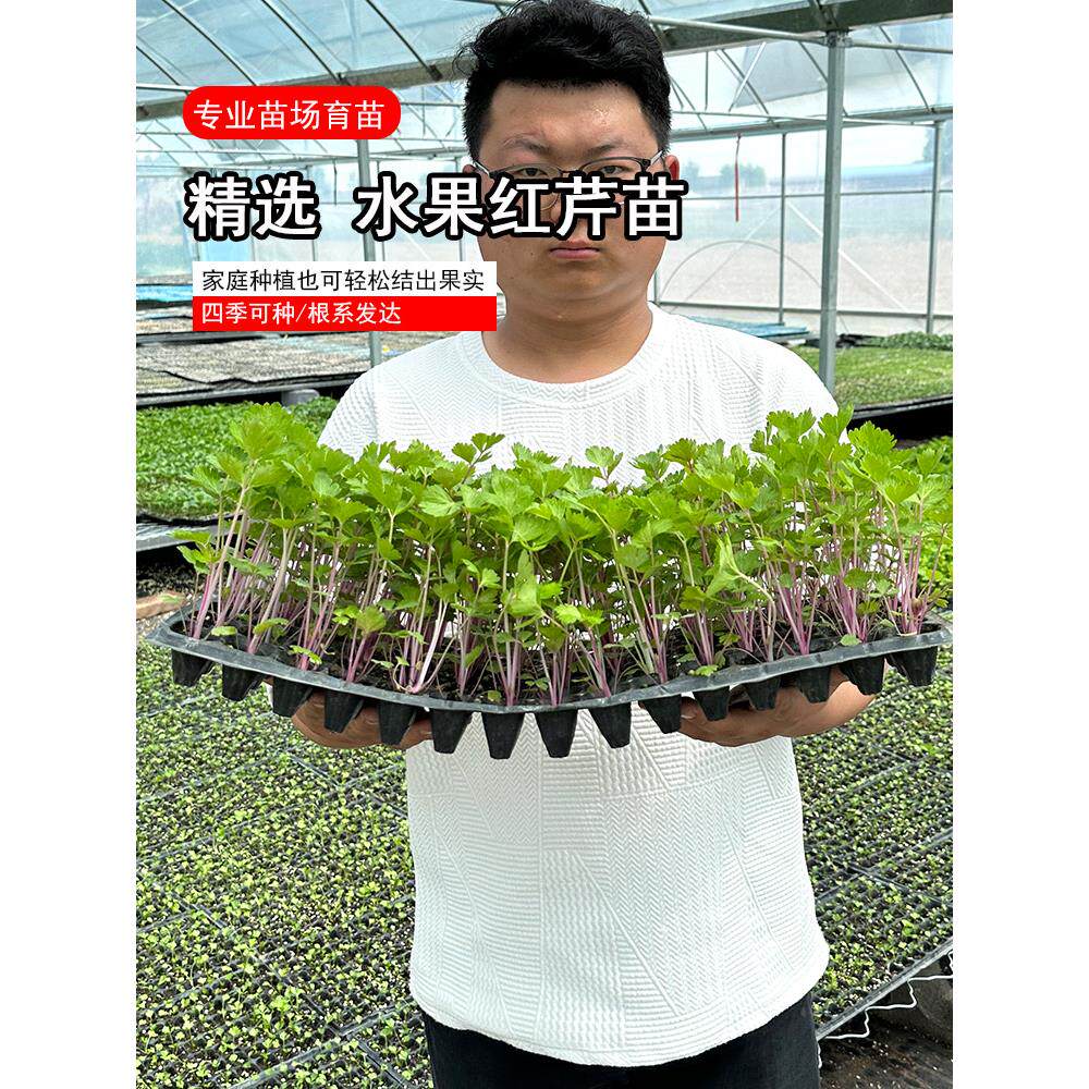 寿光高铁红香芹苗秧带土球