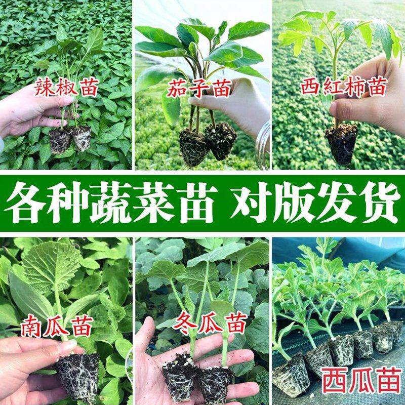 各种蔬菜苗子辣椒番茄盆栽