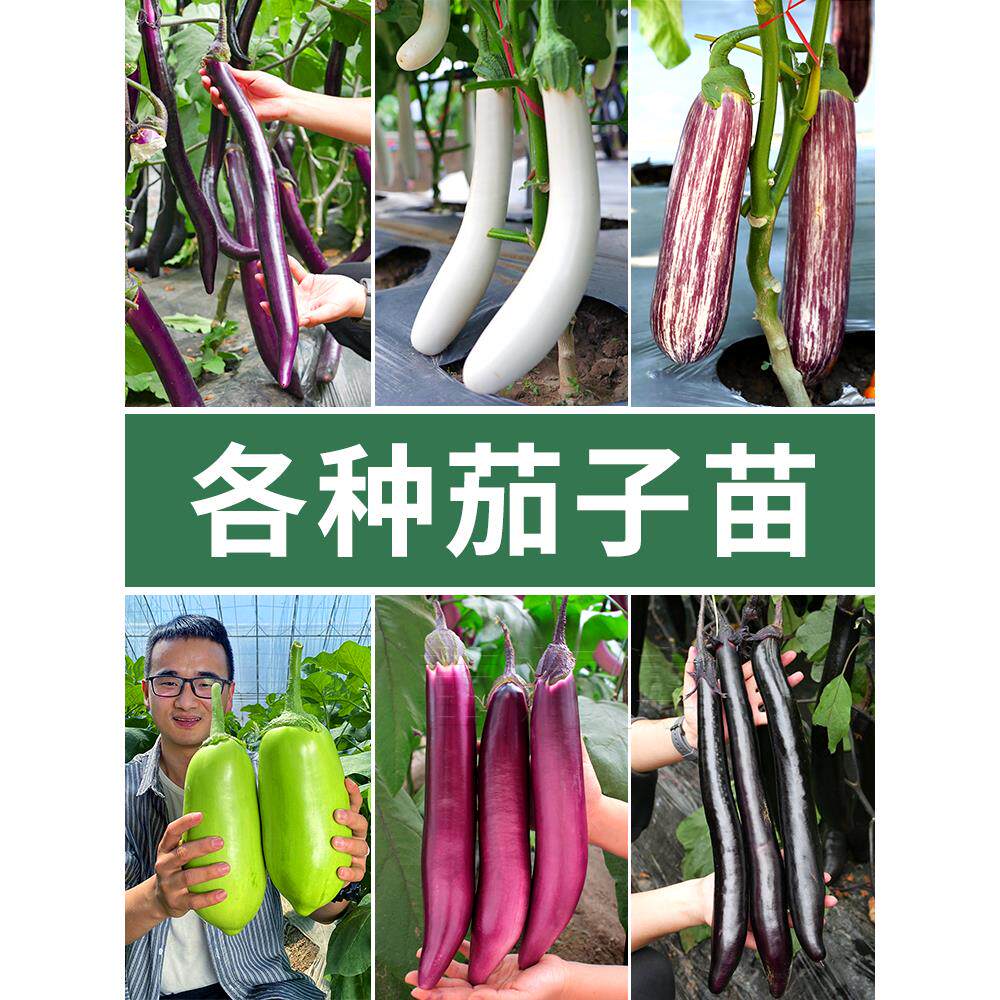 茄子苗绿长圆白烧烤秧四季
