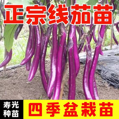 正宗杭茄秧苗茄子苗蔬菜秧苗