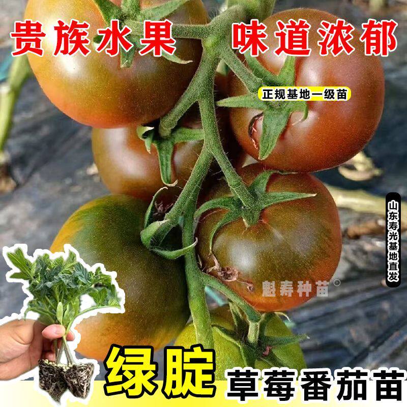 山东寿光草莓柿子苗秧正宗