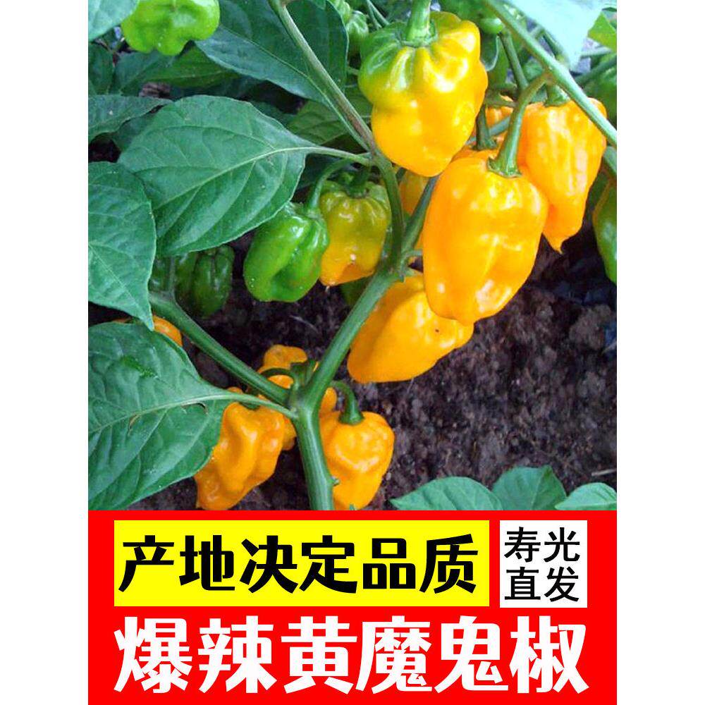 黄魔鬼椒苗秧高产特辣阳台