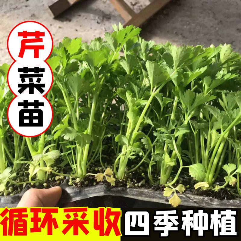 芹菜苗秧苗四季播种阳台盆栽耐寒西芹大芹菜幼苗秋冬蔬菜种子根苗