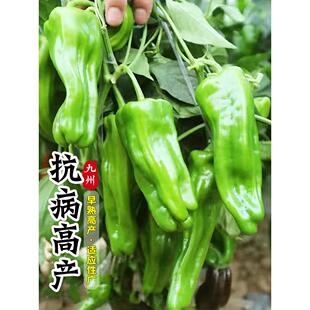 薄皮青椒苗皱皮辣椒苗秧苗微辣麻椒种籽子春秋四季阳台盆栽蔬菜苗