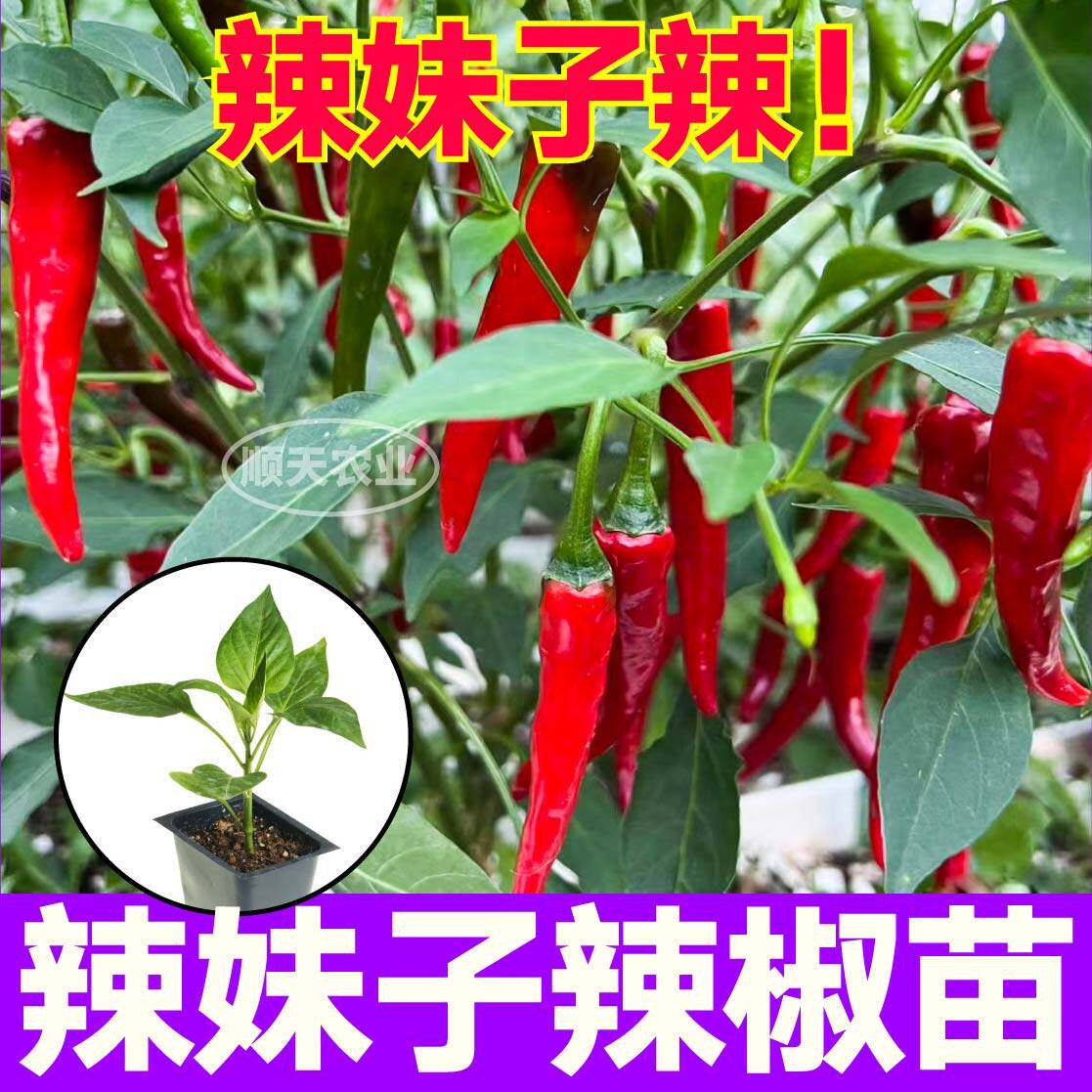 嘎辣妹子椒苗秧巨特魔鬼红