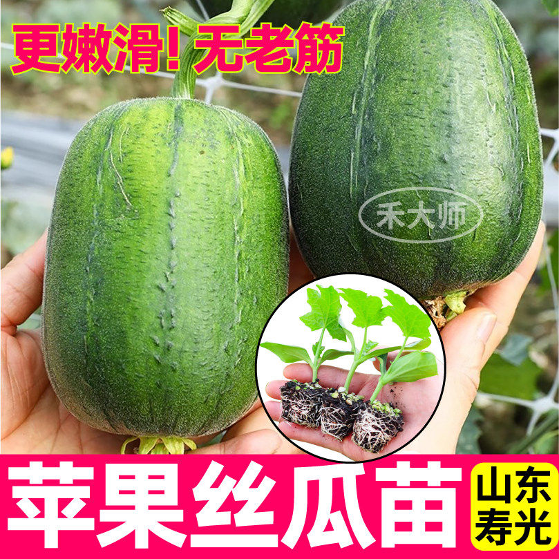 寿光苹果丝瓜苗秧四季高产