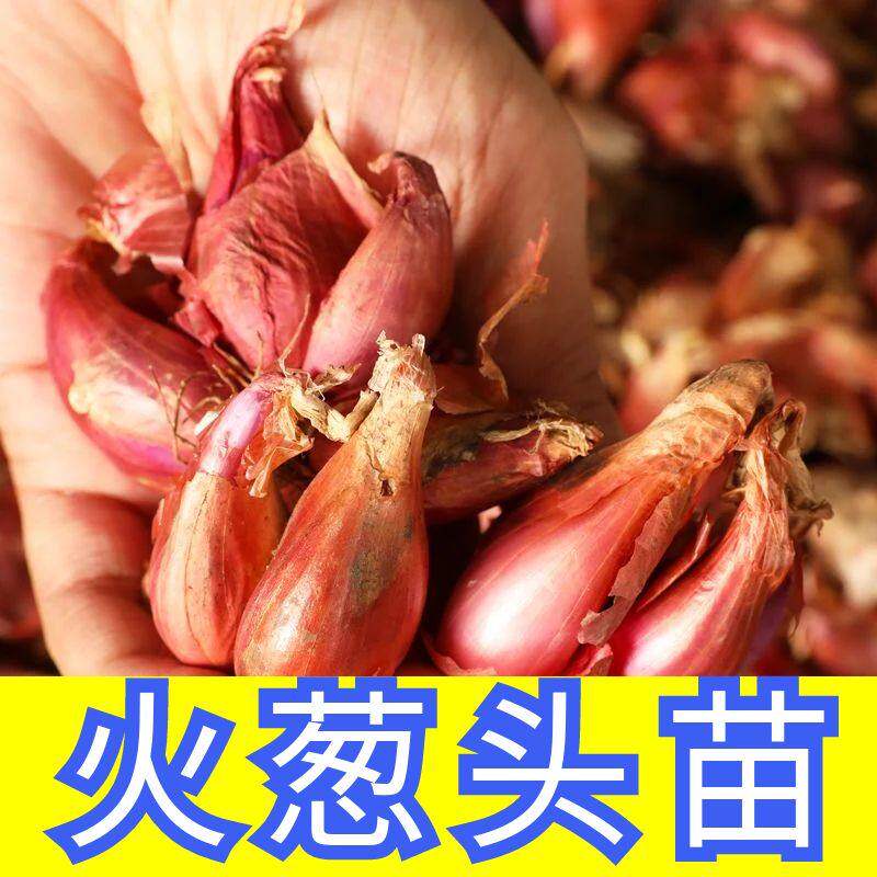四季小香葱种头川苗子籽红