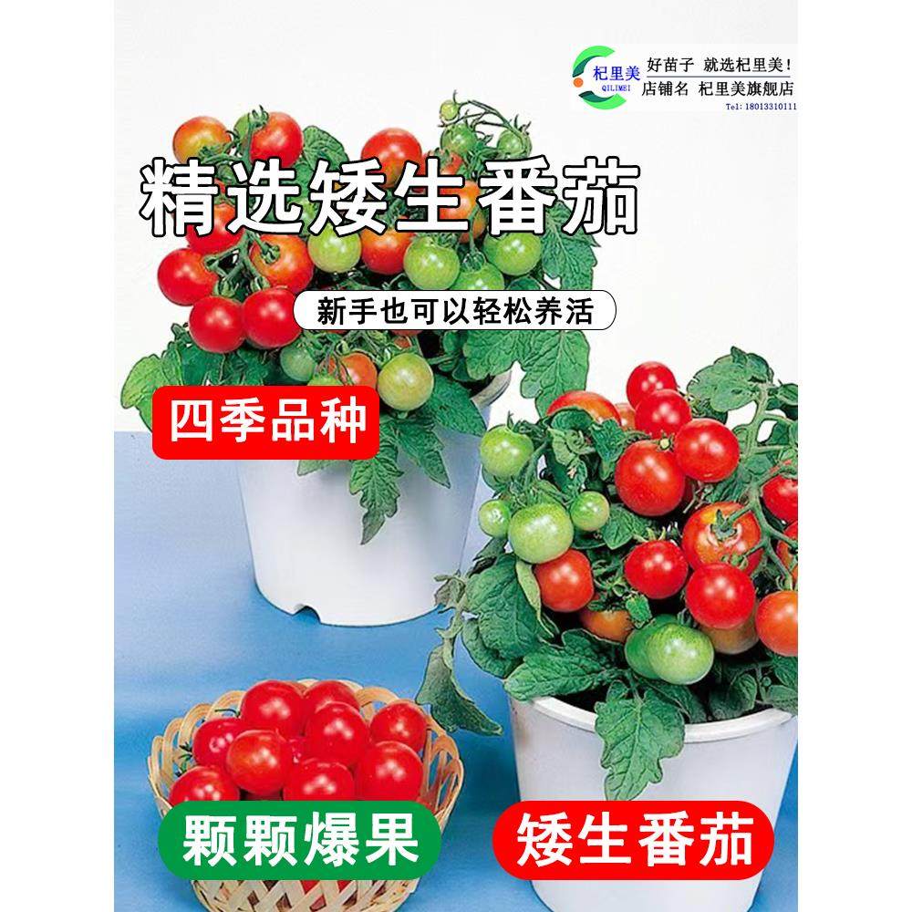 四季矮生番茄苗盆栽水果千