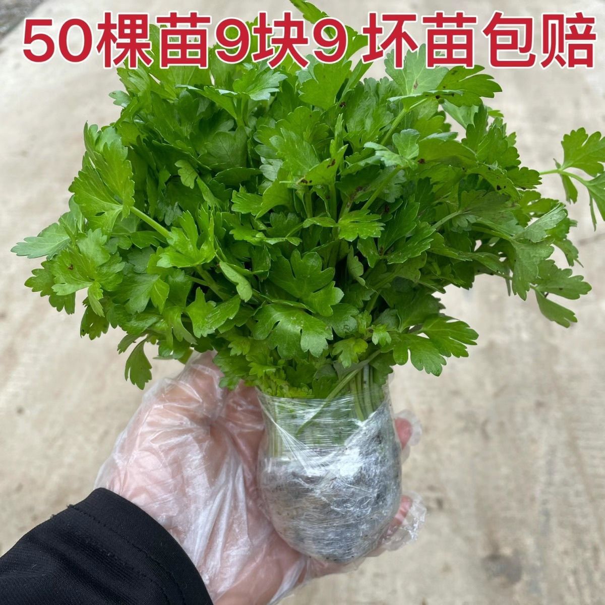 四季芹菜苗新鲜小香玻璃脆