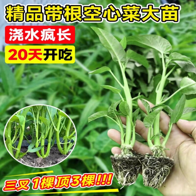 三叉空心菜茼茴香苗竹叶种
