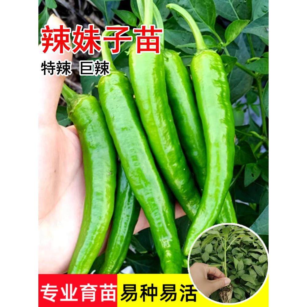 辣妹子辣椒苗秧苗特辣巨辣尖椒青椒苗高产四季种阳台盆栽蔬菜苗子
