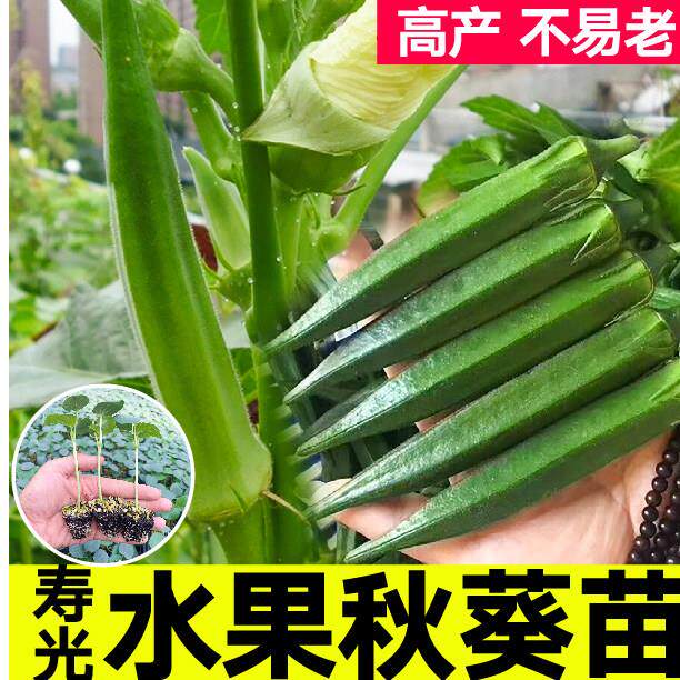 寿光超嫩水果秋葵秧苗生吃