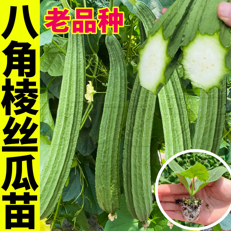 寿光高产八角棱丝瓜秧苗四