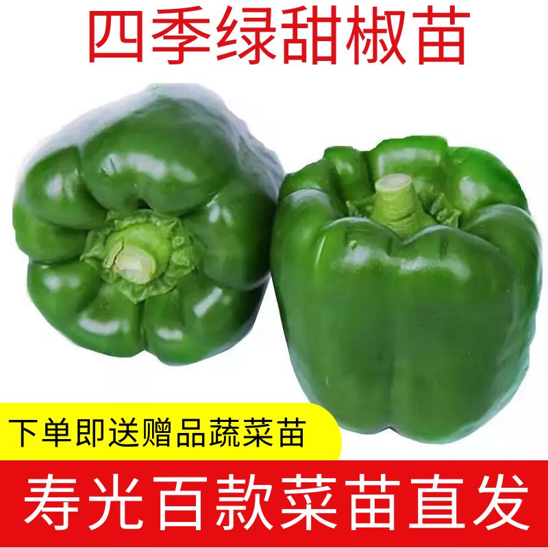 寿光大果甜椒秧苗种籽辣高