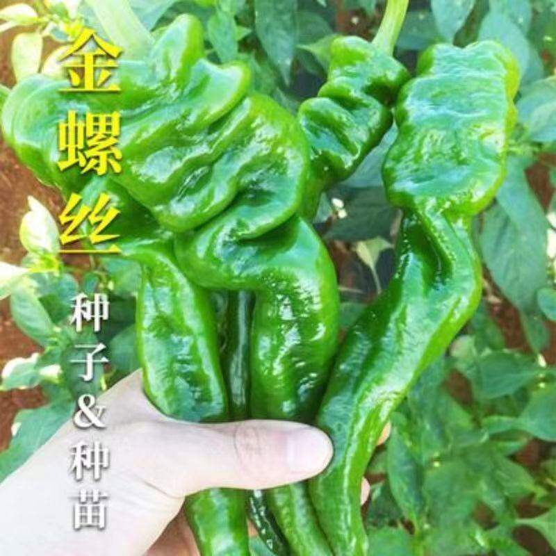 螺丝椒辣种子籽金大牛角羊