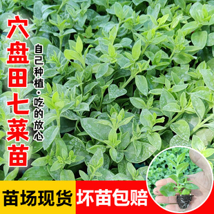 菜用田七秧苗食用穿心莲种子牡丹吊兰菜三七盆栽养心菜凉拌蔬菜籽