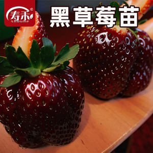 黑珍珠玄玉奶油草莓苗四季