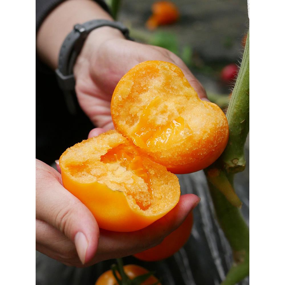 黄色沙瓤番茄种子大西红柿