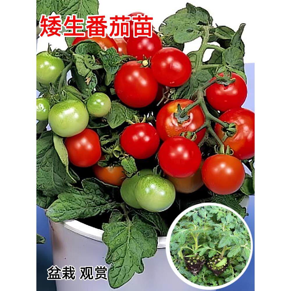 矮生小番茄苗秧四季盆栽西