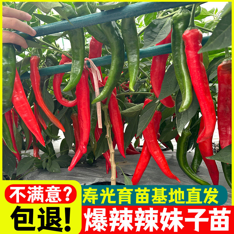 辣妹子特椒苗香种籽秧尖线