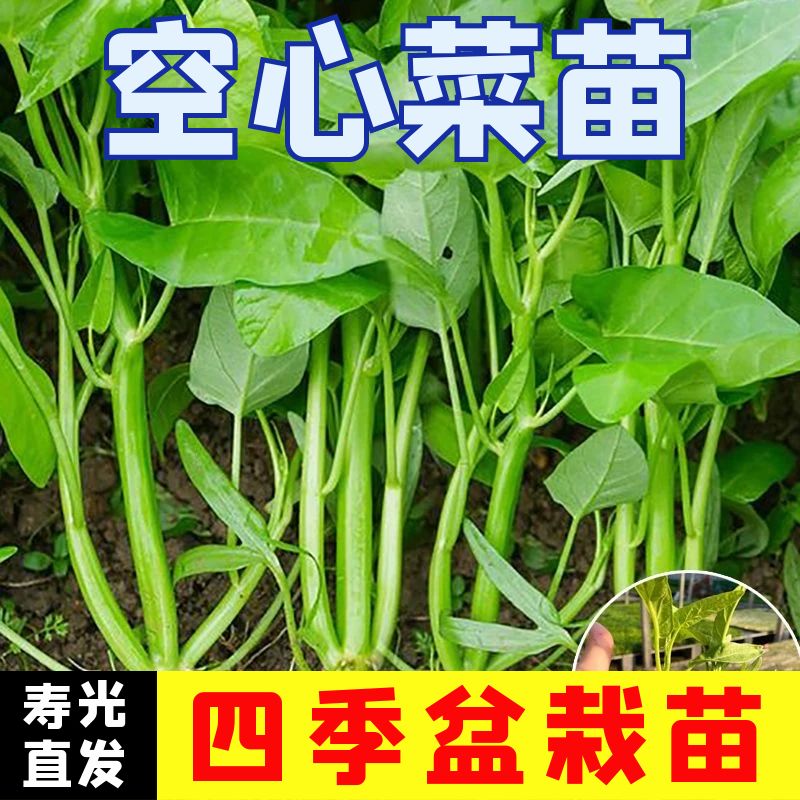 柳叶菜空心菜苗子苗籽孑苗四季菜苗水上种植蔬菜菜籽菜种苗种带根-封面