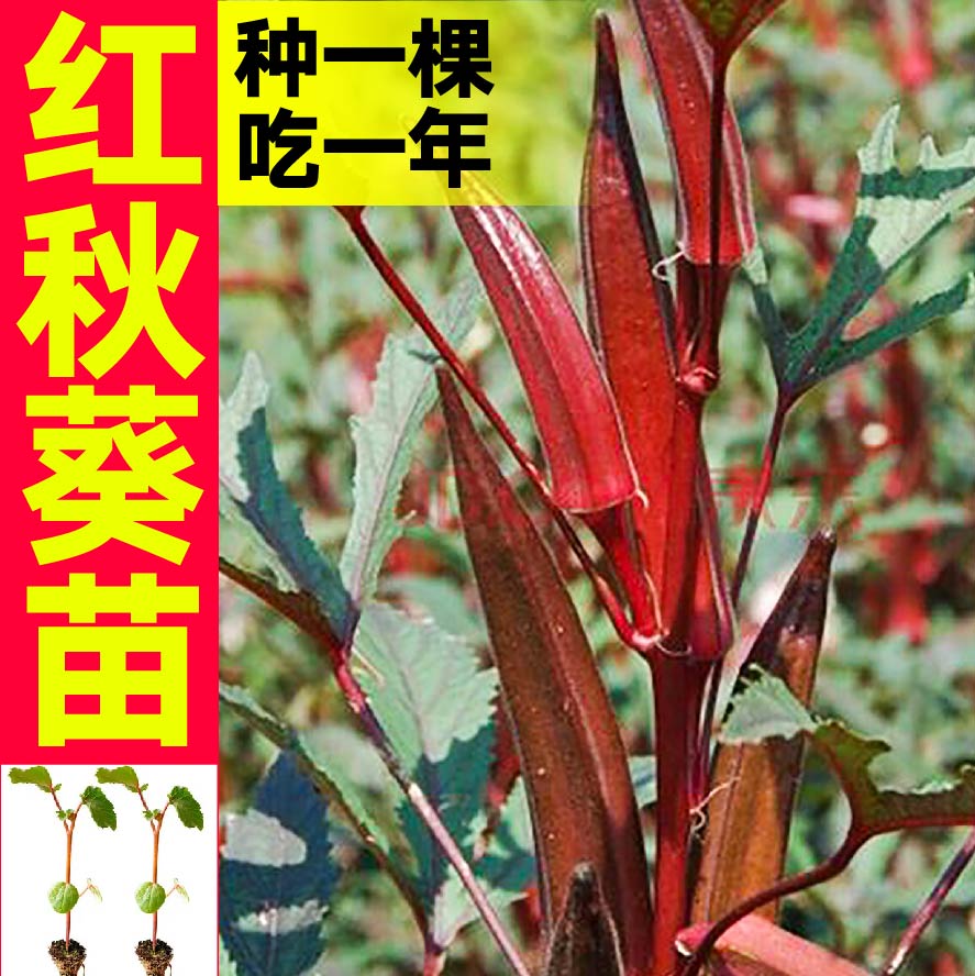 超嫩红秋葵秧苗带土球水果