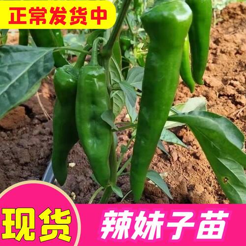 超辣辣妹子又香又辣辣椒苗秧四季盆栽种苗线椒秧子甜椒青椒朝天椒
