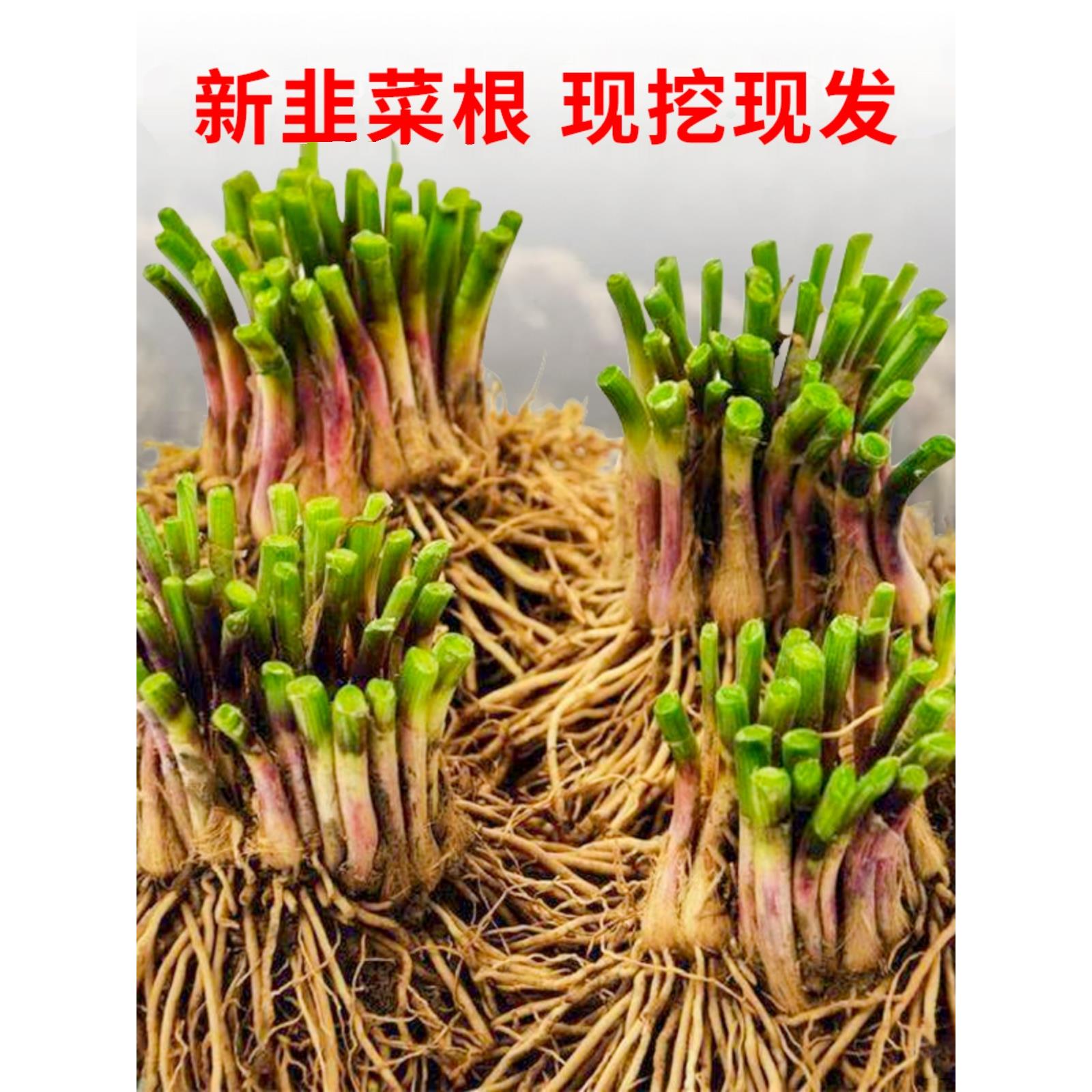 现挖红根韭菜苗四季种子紫