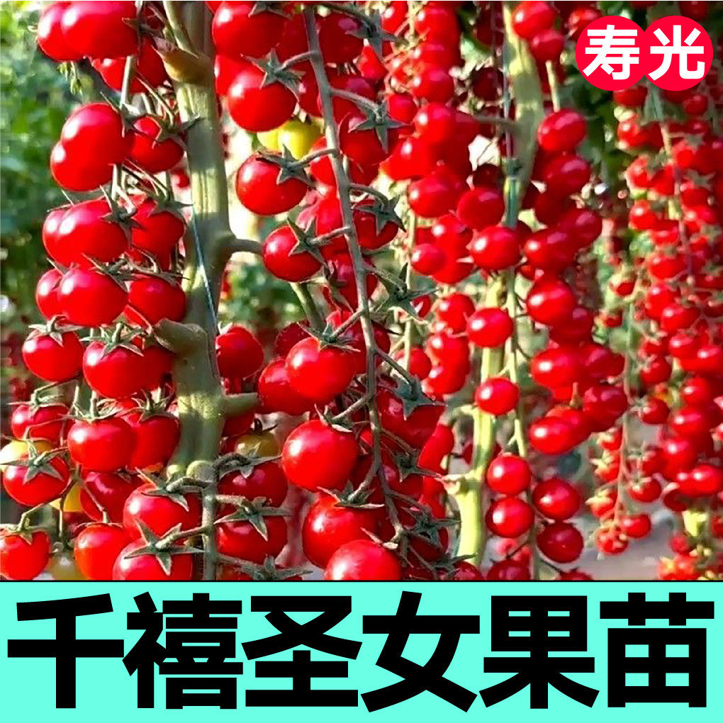 高产串收红千禧圣女果苗秧