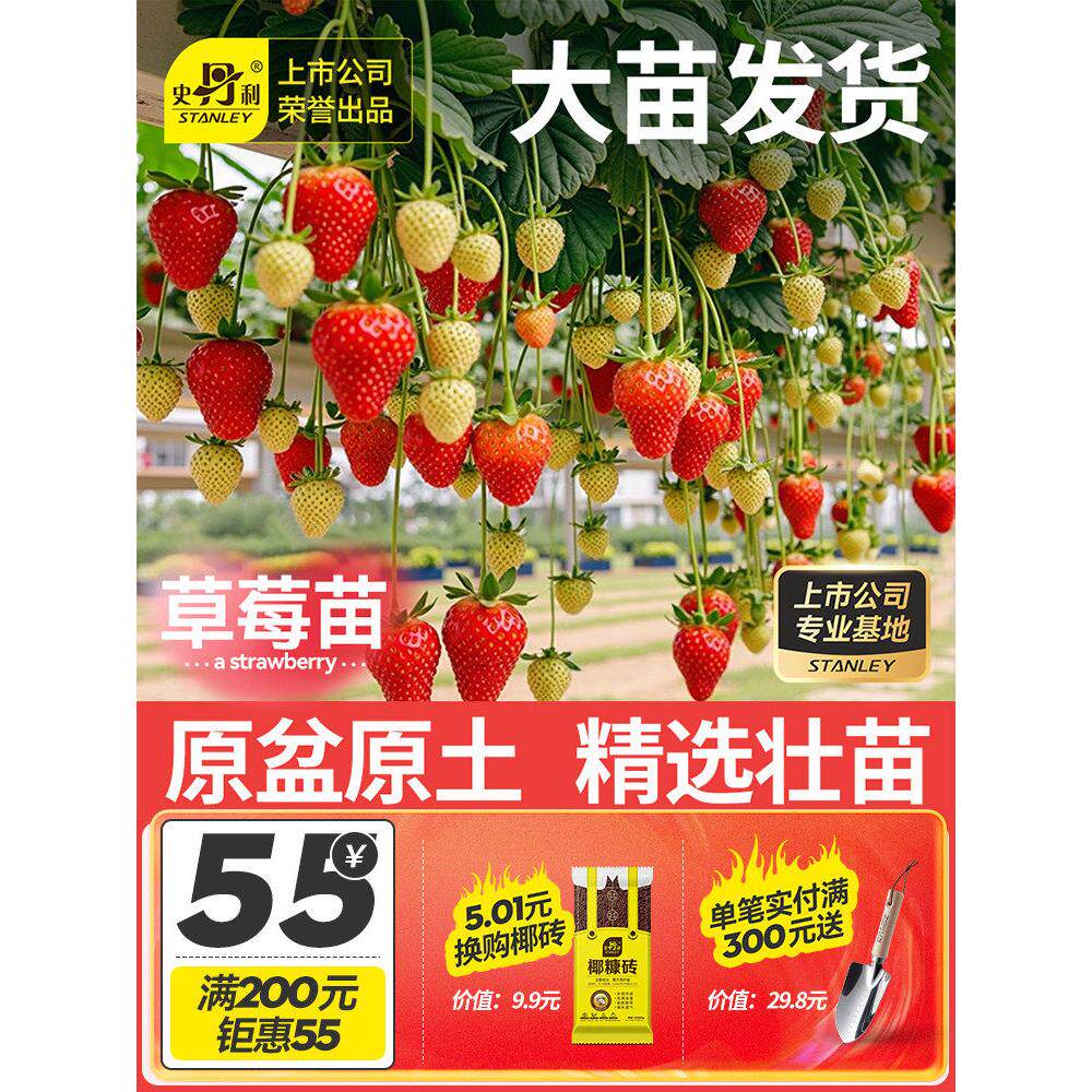 史丹利草莓苗盆栽秧秋冬季