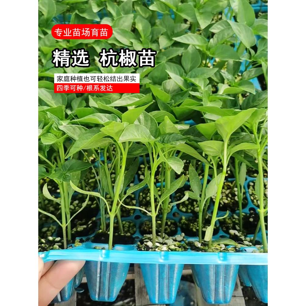 杭椒7号种子苗正宗辣秧四
