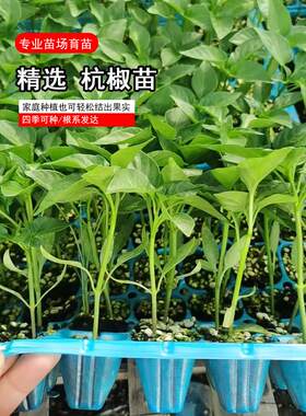 杭椒7号种子苗正宗辣秧四
