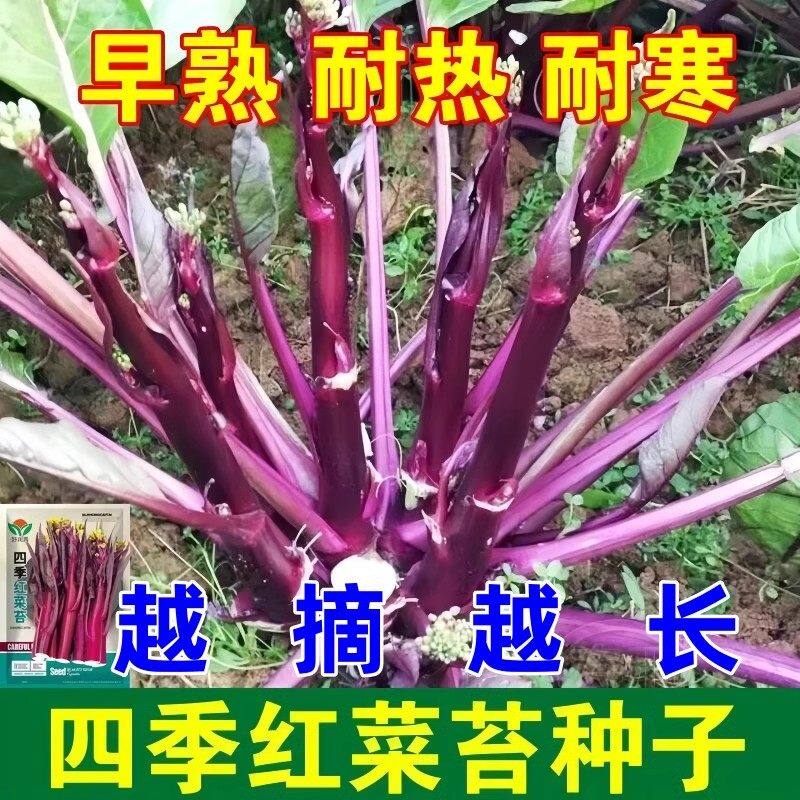 高产耐热寒红菜心紫油芯籽