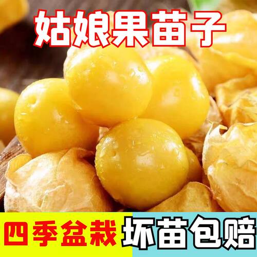 姑娘果苗子姑娘果秧苗四季蔬菜苗