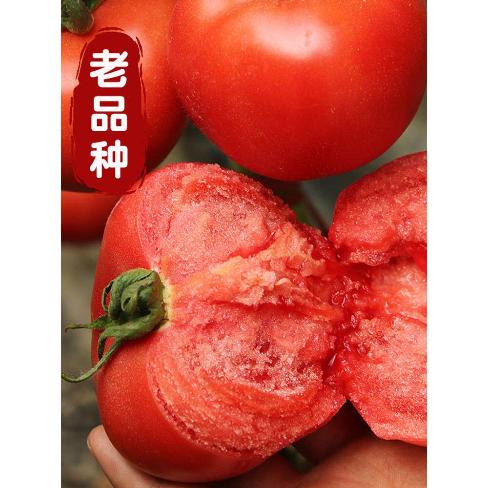 老品种番茄子籽蔬菜苗普罗