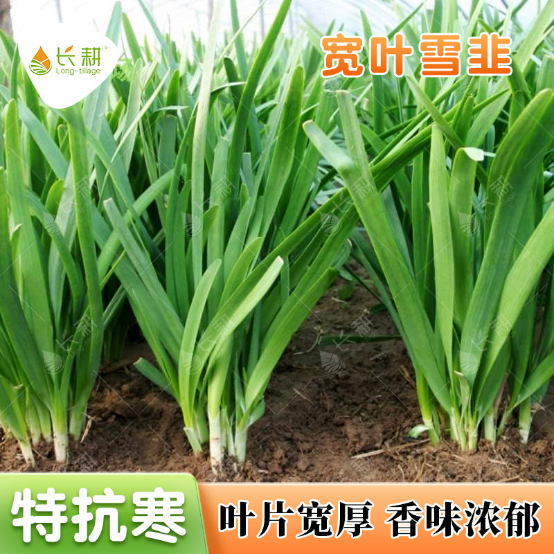 山东大宽叶韭菜种子耐寒雪
