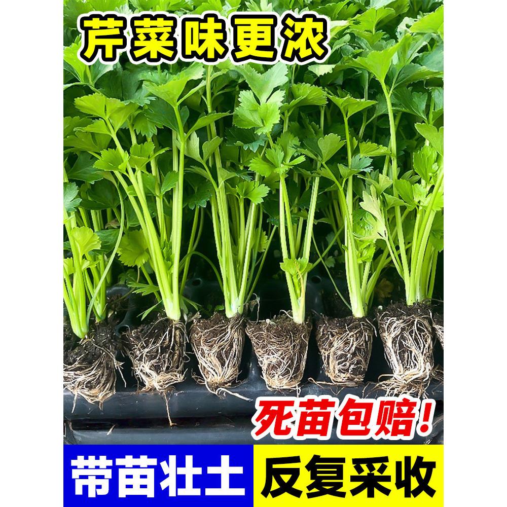 四季芹菜苗秧小香大老品种