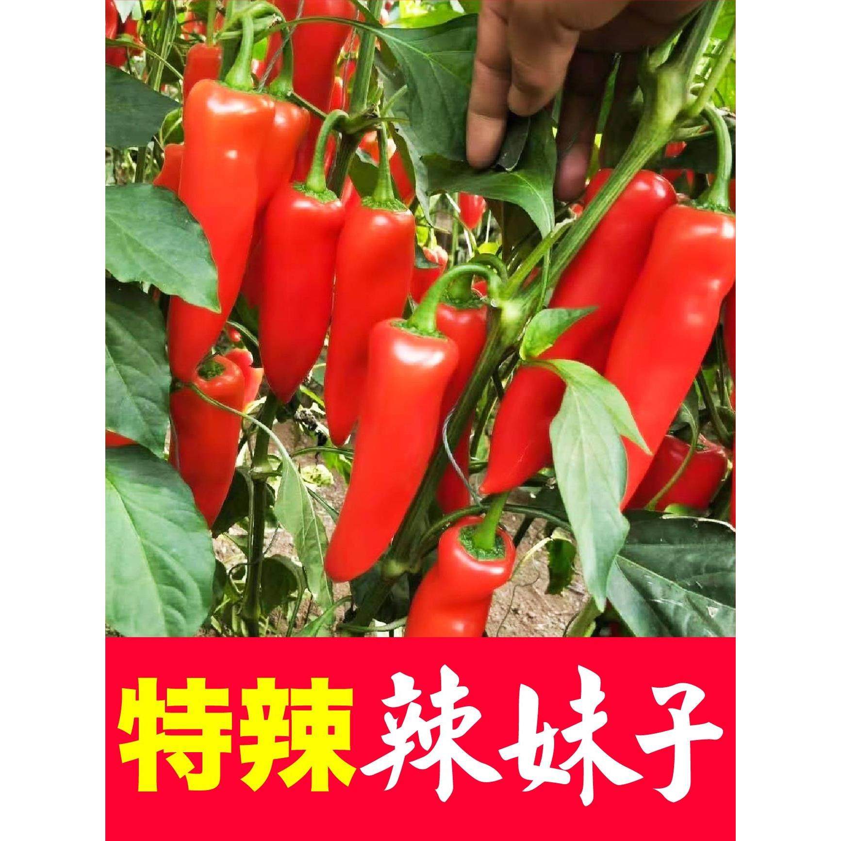 种子朝天椒线杭甜特辣妹籽