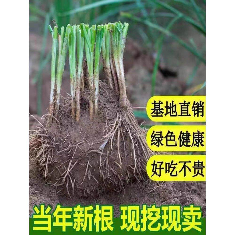 现挖新韭菜根苗香小叶老土