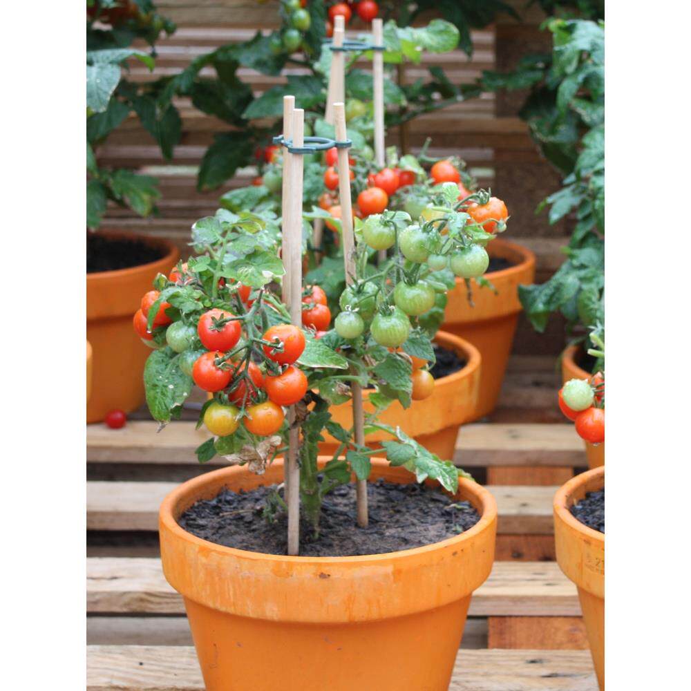 可食用盆栽矮生红珍珠番茄