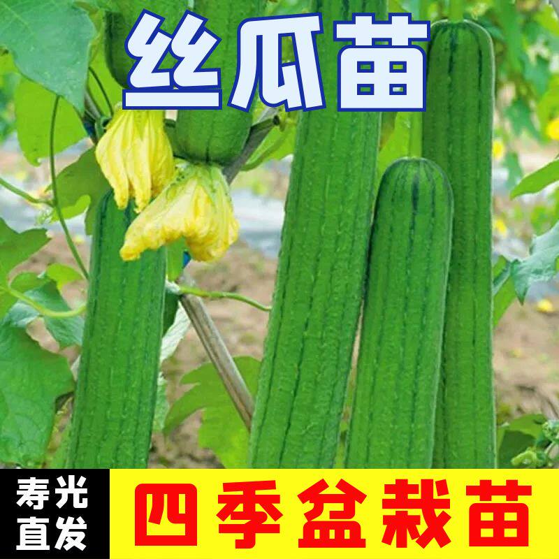 丝瓜苗蔬菜苗高产四季播春季长香丝瓜棱丝瓜苗幼苗冬瓜南瓜苦瓜苗