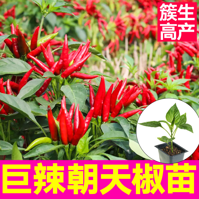 簇生高产巨辣烈焰朝天椒苗