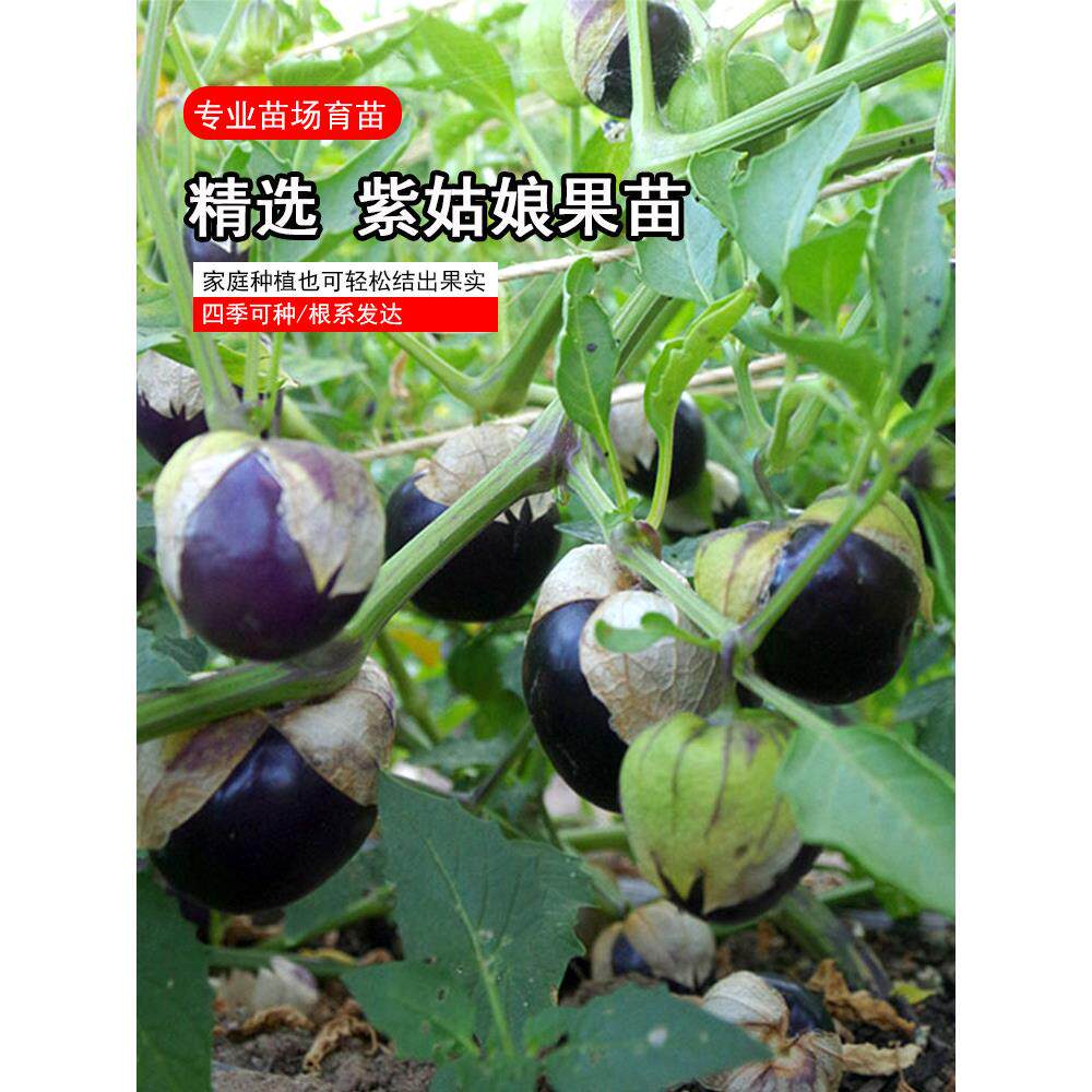 大果紫姑娘苗秧带士发货鼻