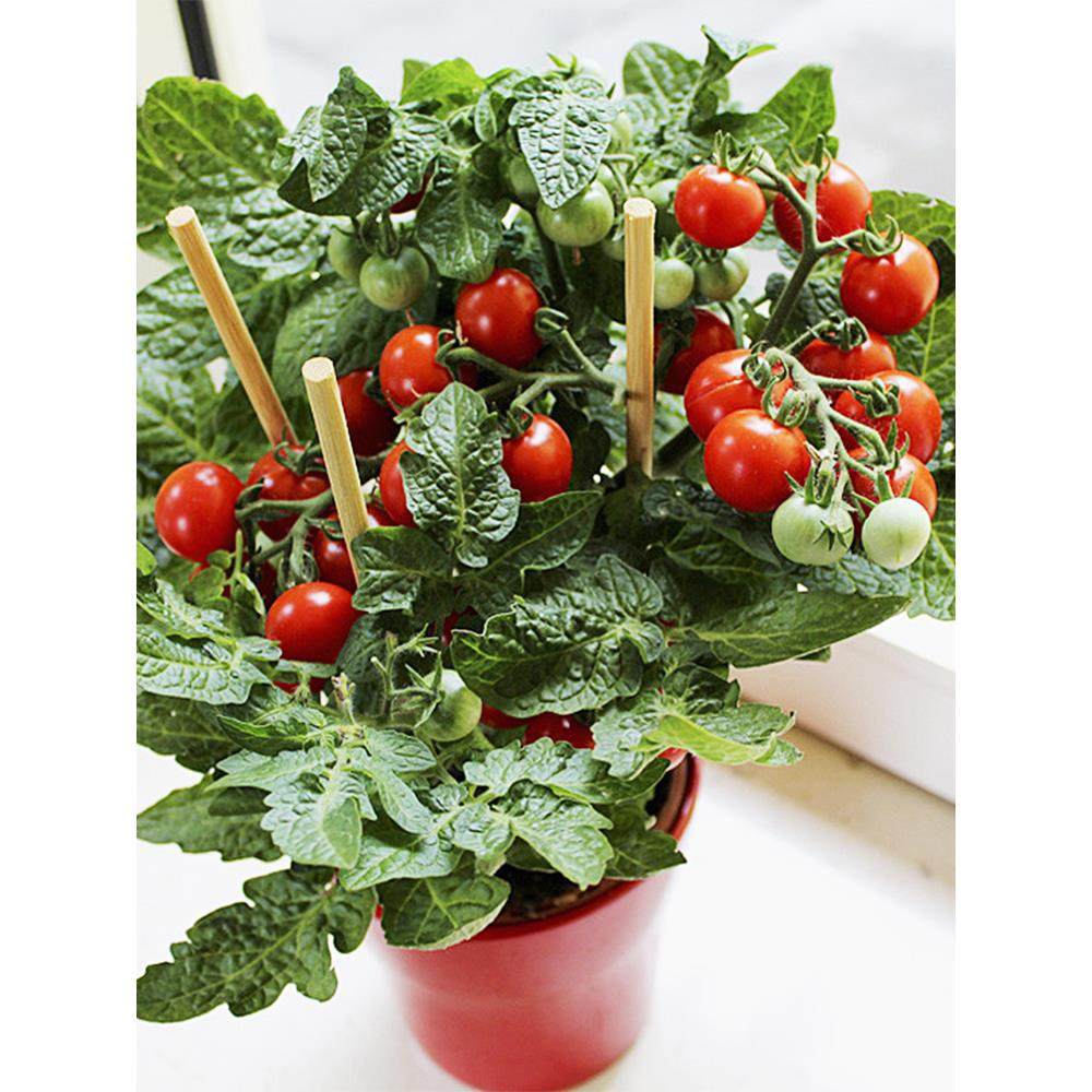 矮生番茄苗小西红柿种子籽