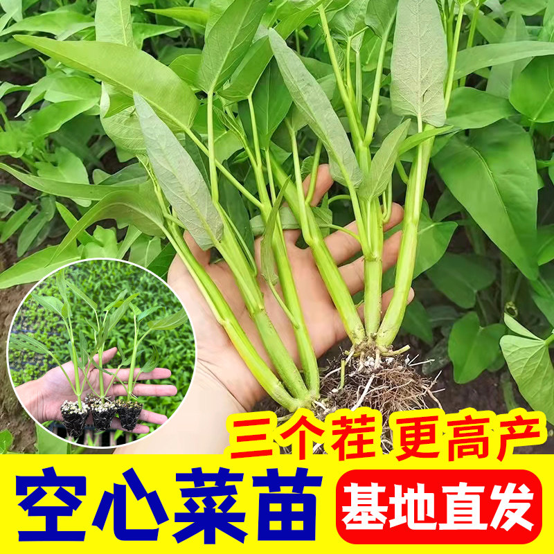 四季空心菜苗耐高温三叉产