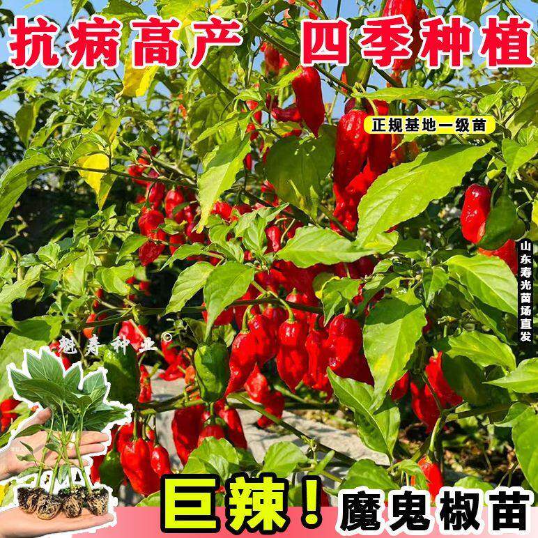 印度巨辣黄魔鬼椒苗秧带土