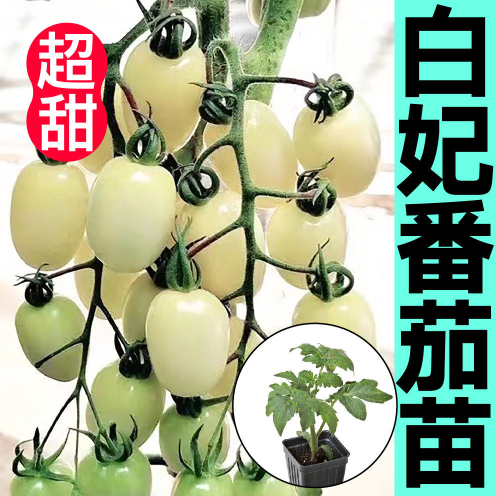 寿光超甜白妃樱桃番茄苗秧